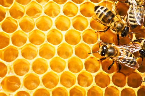 mehiläisiä hunajakennossa