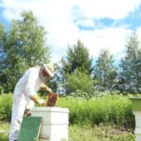 mehiläistenhoitaja